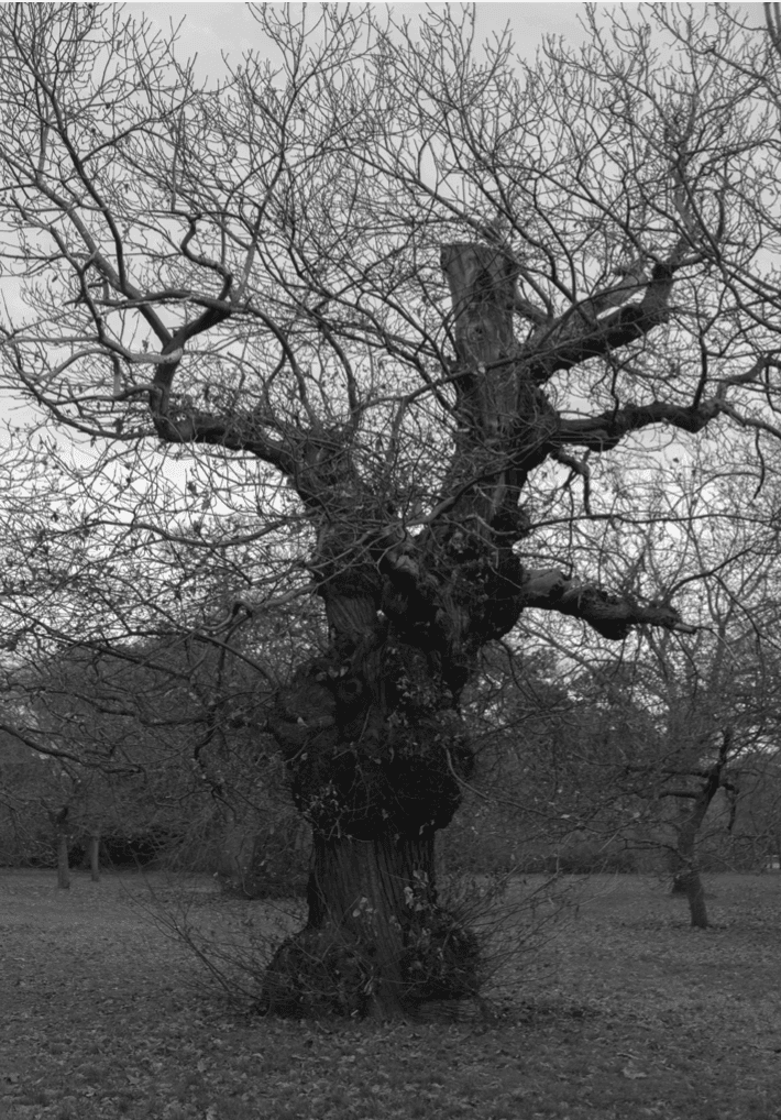 Leafless Tree landscape