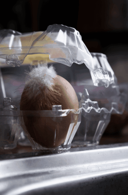 Egg in a box with feather still attached