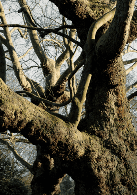 Close up of a tree